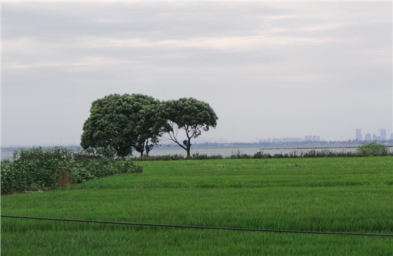 hjc黄金城地毯莲花岛稻田